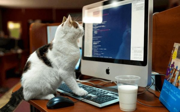 Cat Memory Match Puzzle Game Online