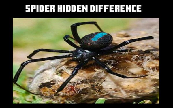 Spider Hidden Difference: Find The Differences Puzzle Game